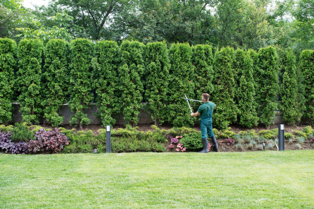 Best Tree Maintenance Programs  in Mercerville, NJ